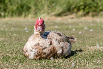 Muscovy