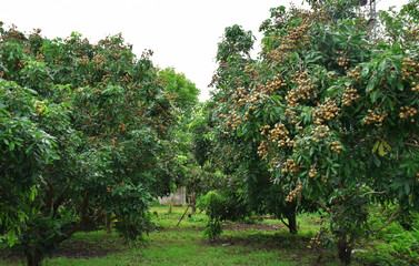 Fototapeta na wymiar Organic longan garden in Chiang Rai, Thailand, Dimocarpus longan which is commonly known as the longan is a tropical tree that produces edible fruit. 
