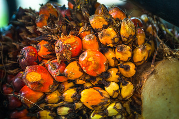 The fruit of the palm oil is orange. Palm oil is used to extract oil for cooking..palm oil in werehouse