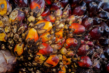The fruit of the palm oil is orange. Palm oil is used to extract oil for cooking..palm oil in werehouse