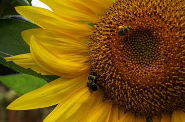 Sunflower with bees