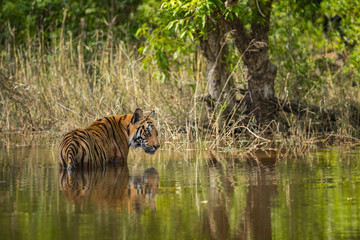 Fototapeta na wymiar A male tiger cooling off in water at hot summers in bandhavgarh national park