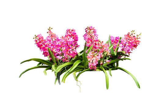 orchids isolated  with clipping path