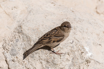 Hose Sparrow