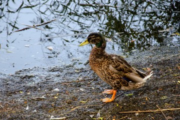 duck on the edge of a pond