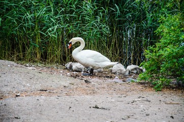 A swan with pints on the shore of a pond against a background of reeds.