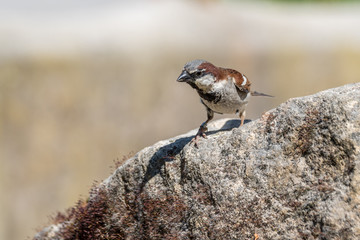 House Sparrow