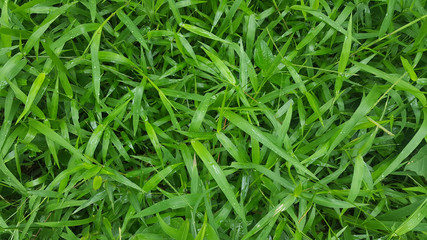 Fototapeta na wymiar Fresh green grass 