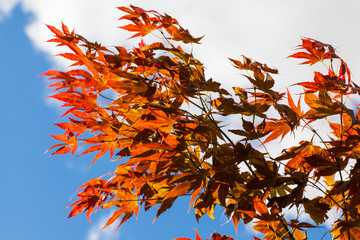 Red maple leaves on blue sky and clouds background