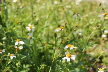 Daisy flower field