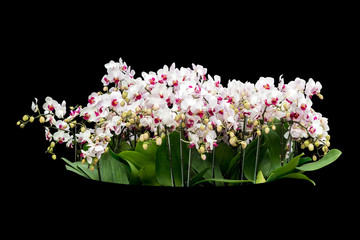 orchids isolated  with clipping path
