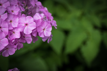 Flowers bloom  in the garden.