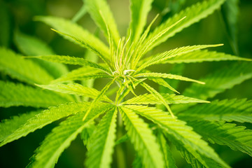 Fototapeta na wymiar Cannabis Pflanze