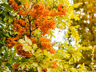 Autumn red rowan berries on tree.