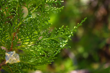 Fototapeta na wymiar Incense cedar tree Calocedrus decurrens branch close up.