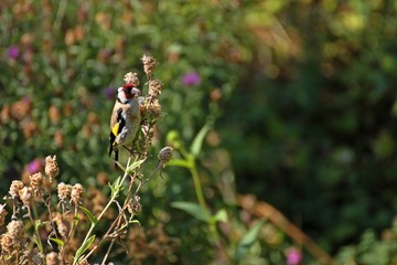 Stieglitz (Carduelis carduelis) frisst Samen der Wiesen-Flockenblume (Centaurea jacea) 

