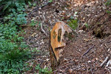 Waldgeist