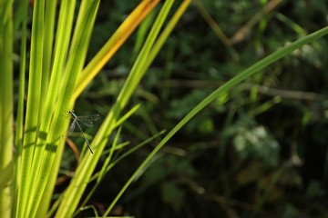 Gemeine Weidenjungfer (Chalcolestes viridis) an Schwertlilie
