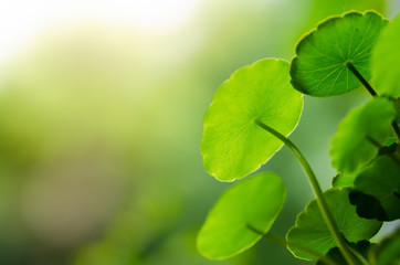 Abstract blur background. Green leaves with natural bokeh and blurred background.