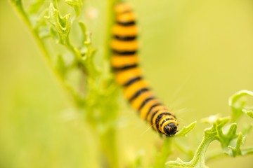 Jakobskrautbär, Blutbär, Karminbär (Tyria jacobaeae), Raupe frisst auf Jakobs-Greiskraut,...