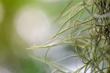 Abstract blur background. Green leaves with natural bokeh and blurred background.