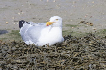 seagull on the beach in Chausey island France