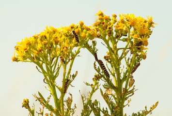 Jakobskrautbär, Blutbär, Karminbär (Tyria jacobaeae), Raupen fressen auf Jakobs-Greiskraut, Jakobs-Kreuzkraut, Jakobskraut (Senecio jacobaea), Cap Blanc-Nez, Côte d’Opale, Frankreich