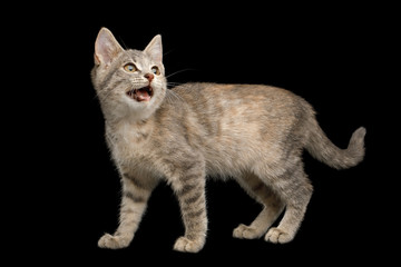 Meowing Tortoise Fur Kitten Standing and Yelling with big eyes on Isolated Black Background