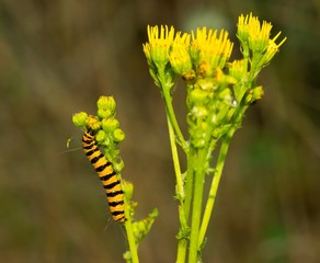 Jakobskrautbär, Blutbär, Karminbär (Tyria jacobaeae), Raupe auf Jakobs-Greiskraut,...
