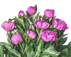 Obraz premium Bouquet of pink peonies isolated on white background. Top view. Flat lay.