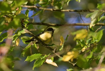mésange sur une branche 