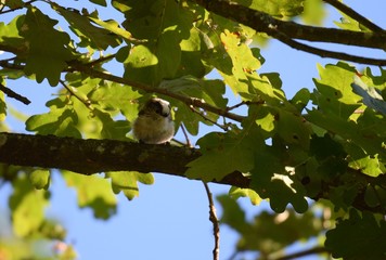 mésange sur une branche