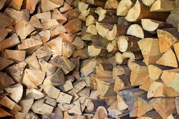 tree wood timber