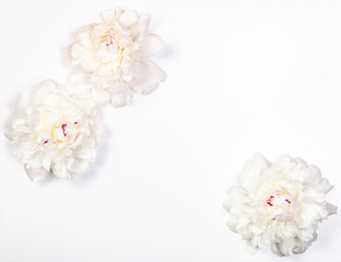 Obraz na płótnie Canvas Three white peony flowers on white background. Top view with copy space. Flat lay.
