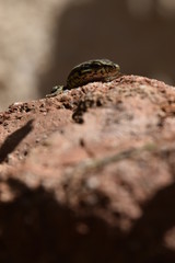 lézard sur un rocher