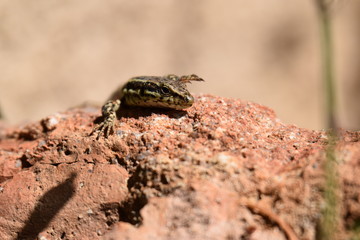 lézard sur un rocher