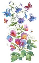 Flowers , butterflies and bee. Aquilegia and sweet peas isolated on white background