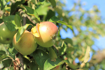harvest fresh apples/ apple tree with fruits in drops after summer rain