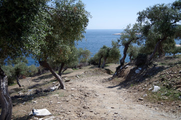 Mediterranean Road