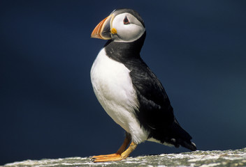 Macareux moine,.Fratercula arctica, Atlantic Puffin
