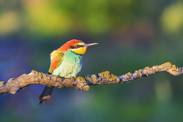 colored bird in the sun's morning rays