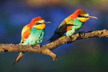 colored birds in the sun's morning rays