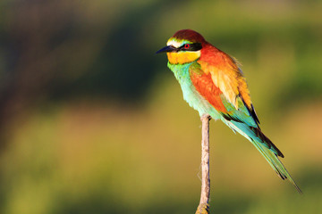 exotic colored bird sits on a thin branch