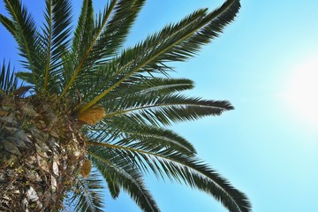 Fototapeta na wymiar Beautiful palm tree with blue sky in background