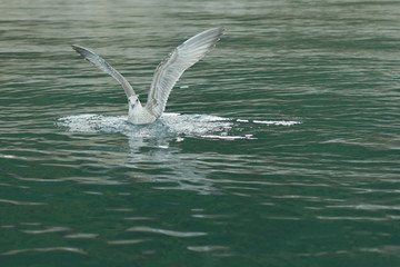 The seagull, spreading its wings, sits on the water
