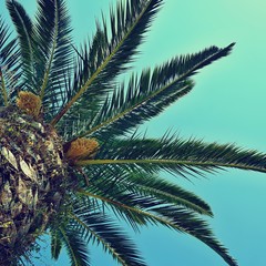 Beautiful palm tree with blue sky in background