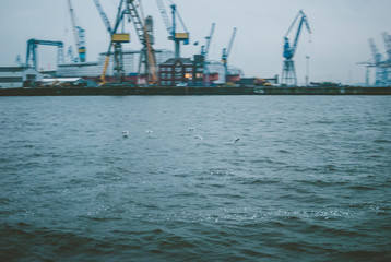 Grey seagulls flying over the water. Industrial port in Hamburg, Germany. Grey-blue docks in the...