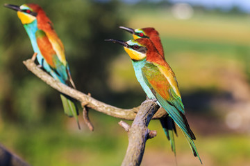 Three exotic birds are sitting on the branches