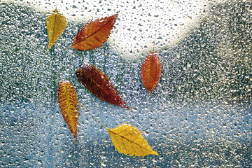 Autumn leaves on the window with raindrops and mosquito net. Autumn wet weather design.