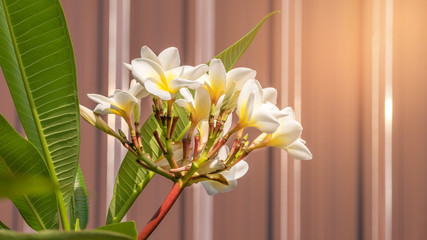 white and yellow plumeria flower